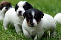 100607_rico, romeo